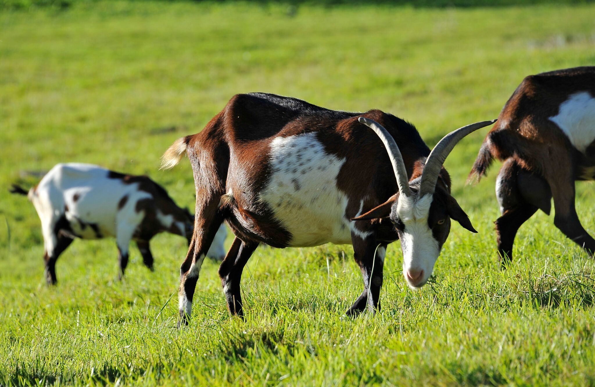 Drei Ziegen mit braunen und weißen Flecken grasen auf einer Wiese. Eine Ziege im Vordergrund blickt direkt in die Kamera.